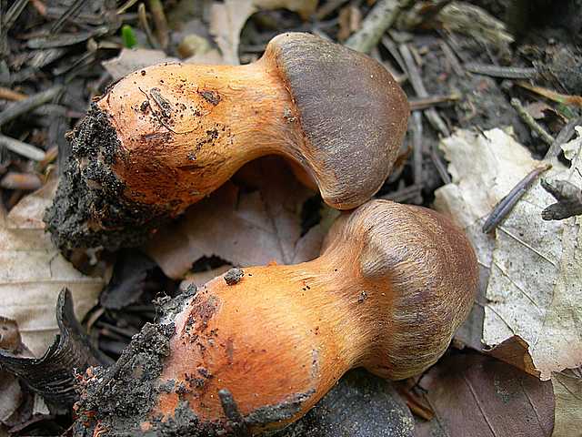 Cortinarius (Telamonia) bulliardii (Pers.) Fr.